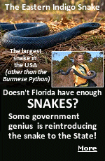 During late April and early May, wildlife teams released 42 juvenile eastern indigo snakes into carefully selected conservation sites. Half of the snakes were introduced at the Apalachicola Bluffs and Ravines Reserve in Florida's Panhandle, while the remaining snakes were released in Alabama's Apalachicola National Forest. Evidently, the Burmese Pythons haven't been eradicating enough of Florida's animal population to suit these folks.